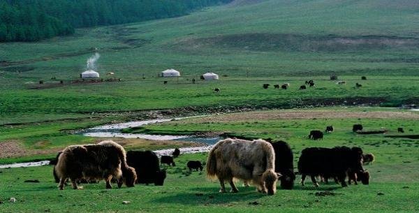20120130001_khangai-pasture