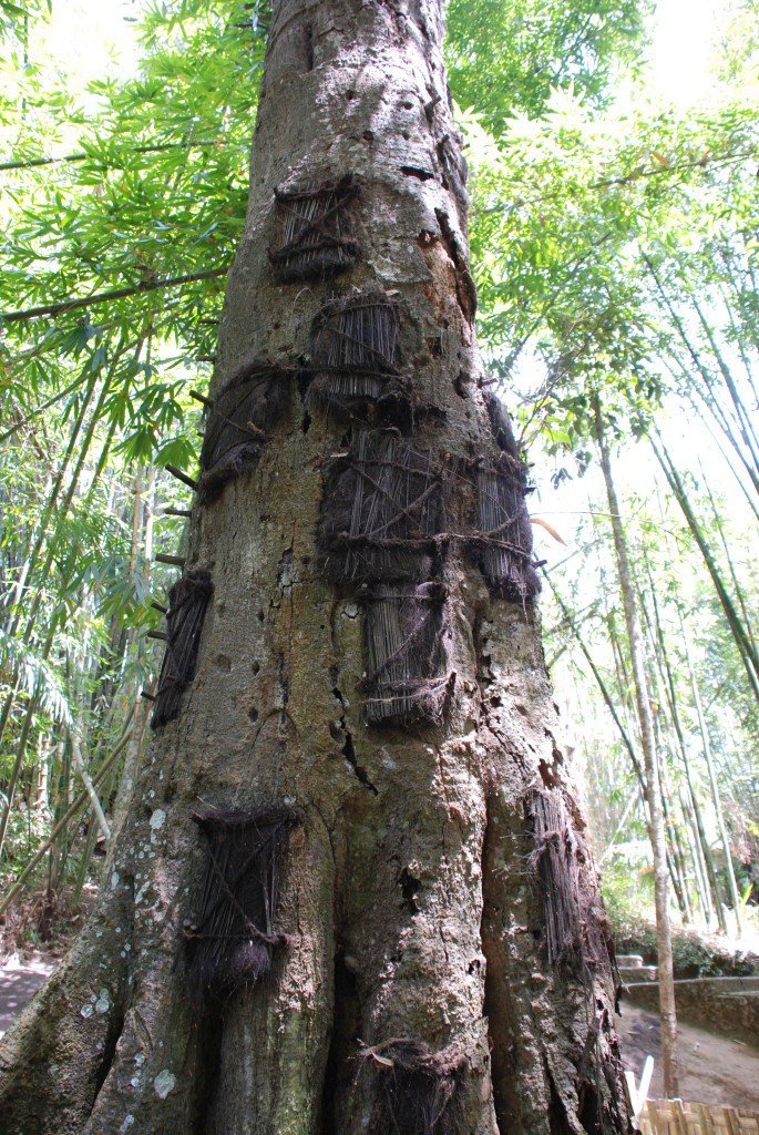 Tana Toraja Tana Toraja