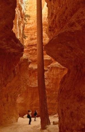 Cañón Bryce bryce-canyon2