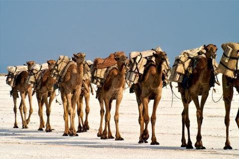 transporte de sal en Etiopía