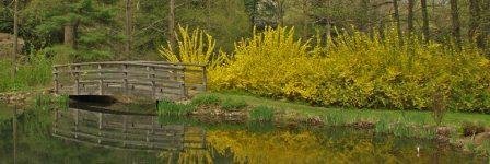 far-hills-forsythia