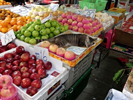 puesto de frutas en Bangkok gato